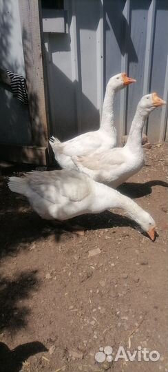 Молодые петухи, цыплята, гуси