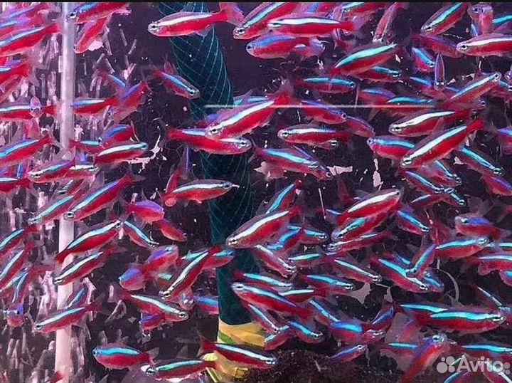 Аквариумные рыбки неоны в ассортименте