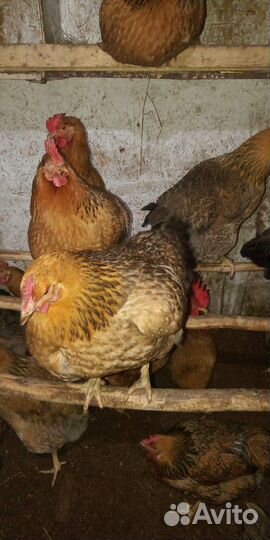 Инкубационное яйцо породы Кучинская Юбилейная