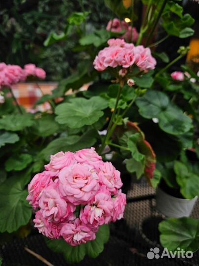 Пеларгония герань Asarnas Asgard