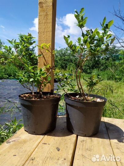 Голубика 3 года