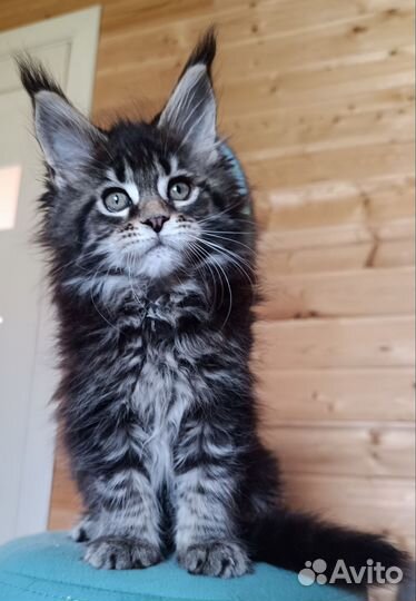 Котята мейн-кун