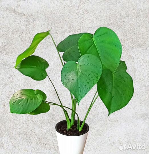 Монстера Deliciosa