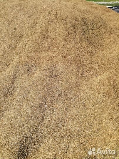 Семена многолетних трав - Эспарцет