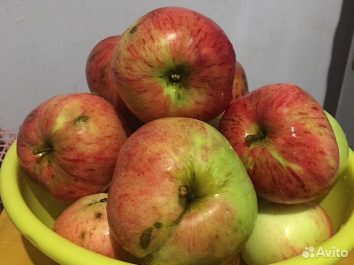 Продам яблоки