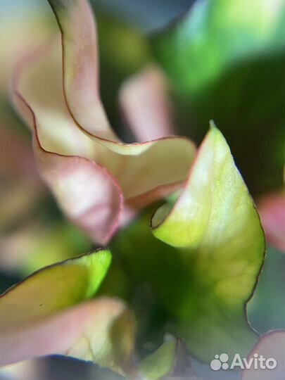 Цветок домашний Альтернантера