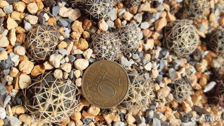 Кактусы коллекционные