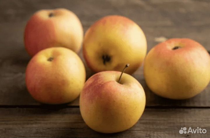 Саженцы плодовых деоевьев