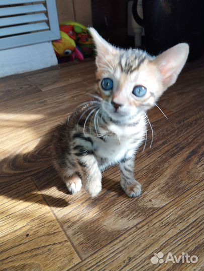 Бенгальский котёнок