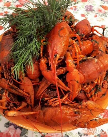 Раки живые. Рыба живая