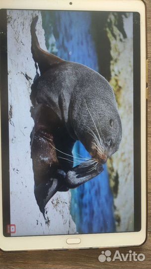 Xiaomi mi pad 4 plus