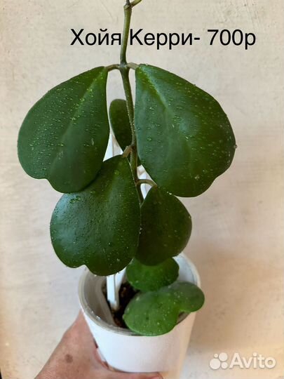 Домашние цветы