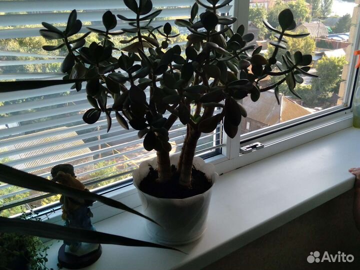 Крассула толстянка