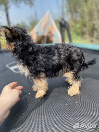 Йоркширский терьер