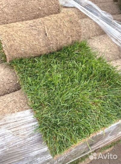 Рулонный газон