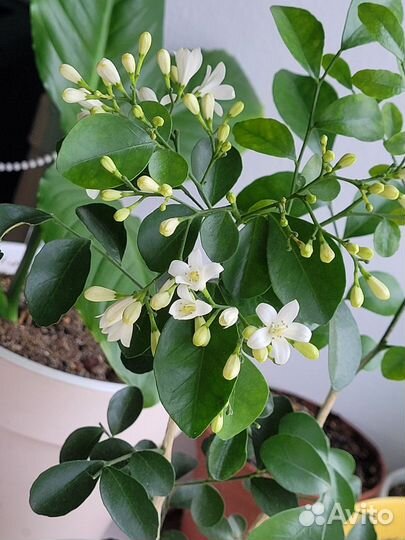 Муррайя (мурая), косточки (семена)