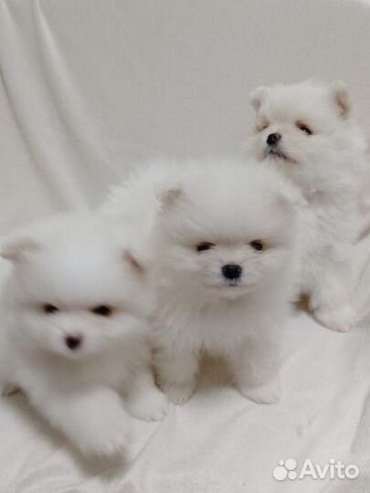 Щенки шпица