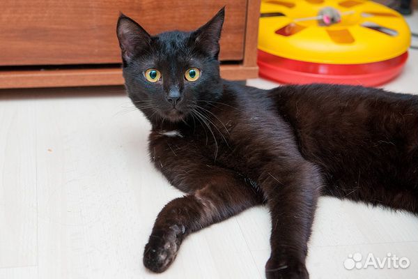 Симпатичная чёрная кошка