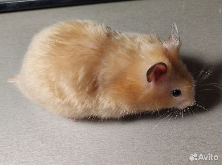 Хомяки ангорские длинношёрстные королевские