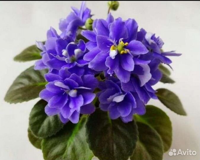 Сортовые фиалки