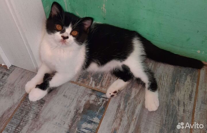 Британские котята