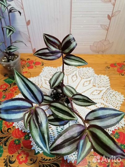 Традесканция Зебрина