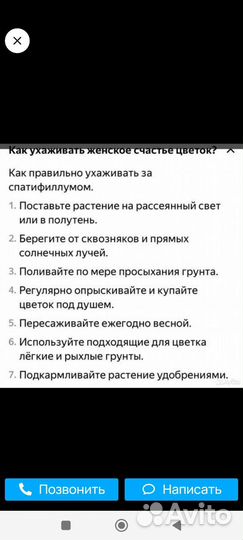 Спатифиллум