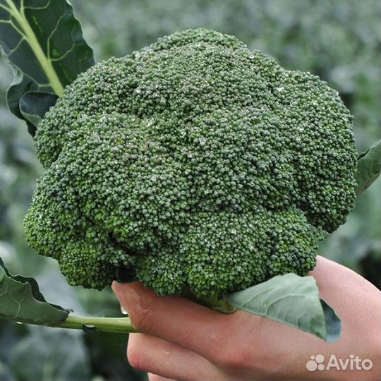 Брокколи Кеззи (Kitano)