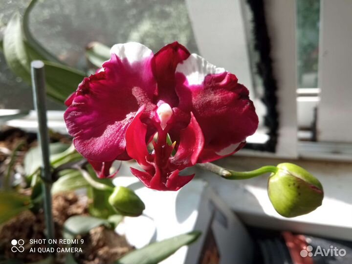 Орхидея взр Phal. Фуллера Саншайн в наличии