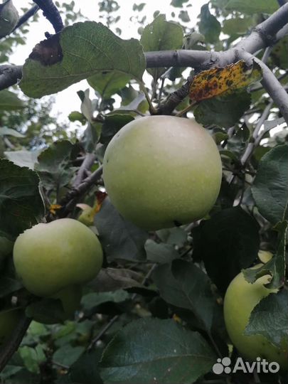 Яблоки домашние