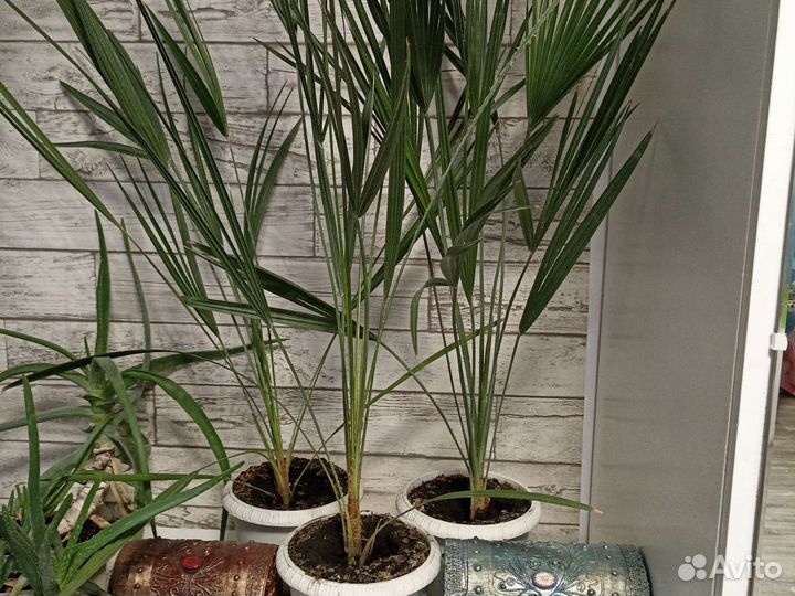 Трахикарпус Форчуна