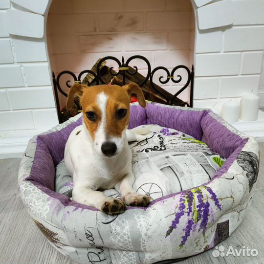 Джек рассел терьер