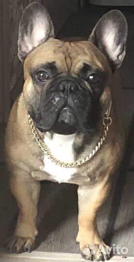 Французский бульдог