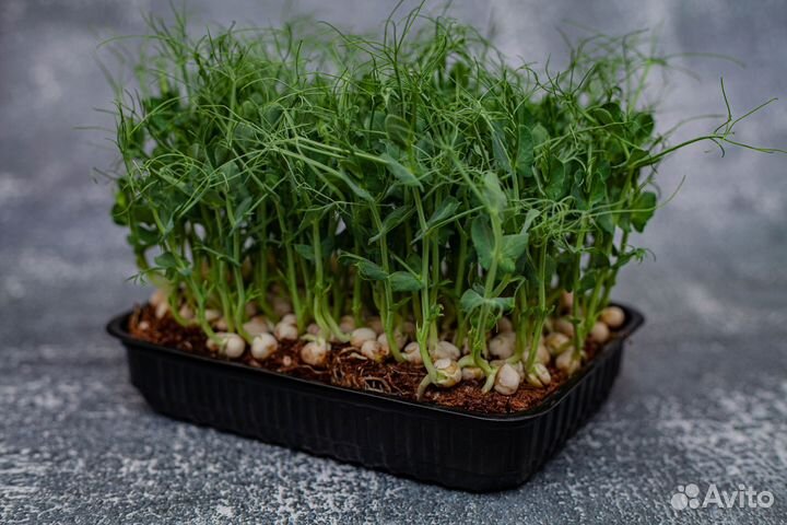 Микрозелень