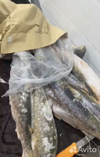 Рыба свежая Кунджа (Лосось)