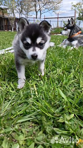 Аляскинский кли кай той размер мини хаски
