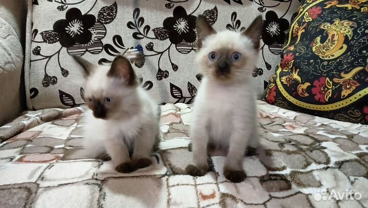Тайские котята