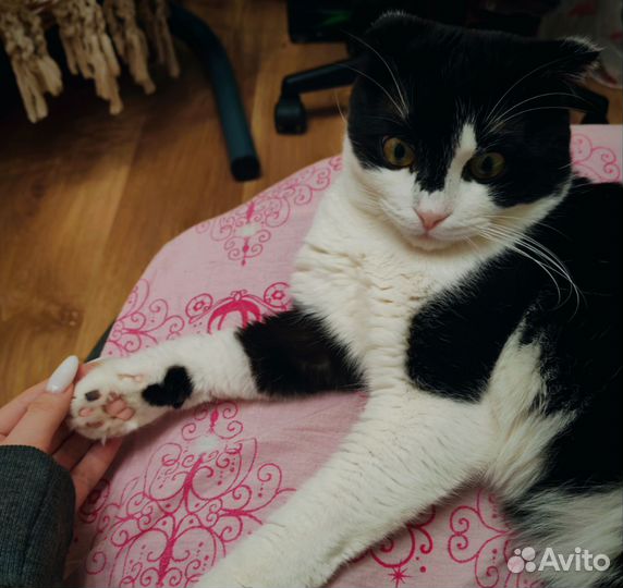 Вислоухий кот