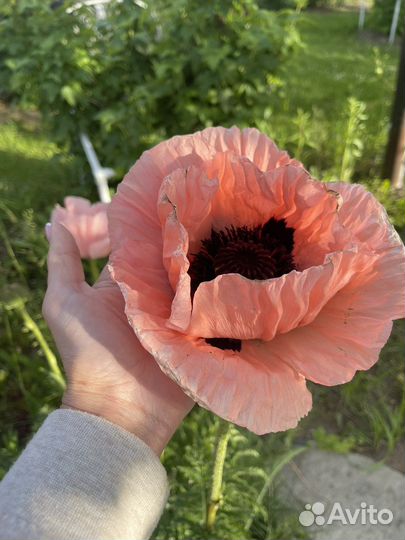 Мак многолетний (семена)