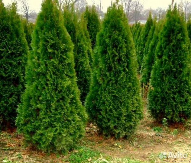 Туя смарагд саженцы