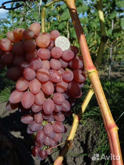 Саженцы винограда