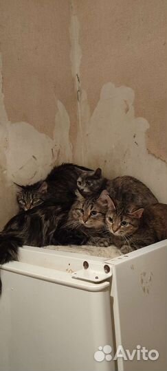 SOS кошки в беде