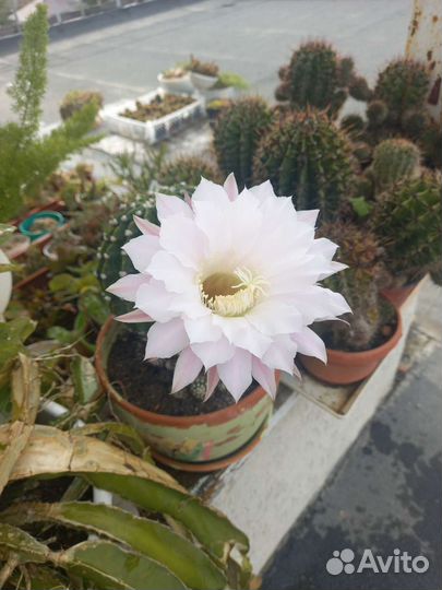 Комнатные растения цветы большие