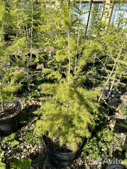 Лиственница сибирская