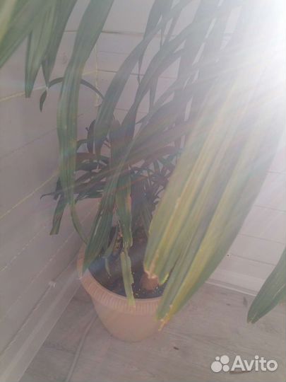 Комнатные растения : пальма, алоказия, фикус