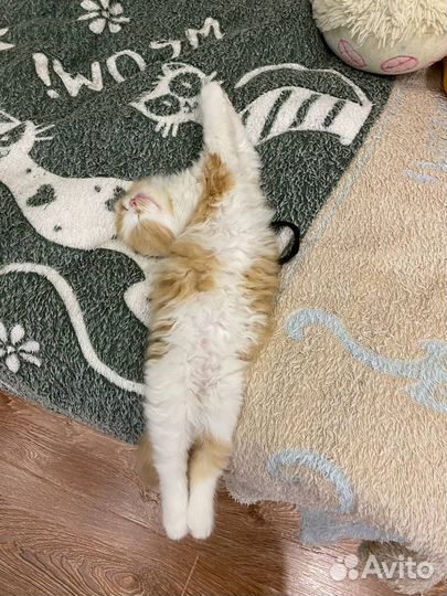 Продается котик Шотландский