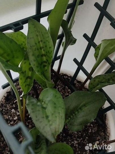 Хойя белла и другие комнатные растения