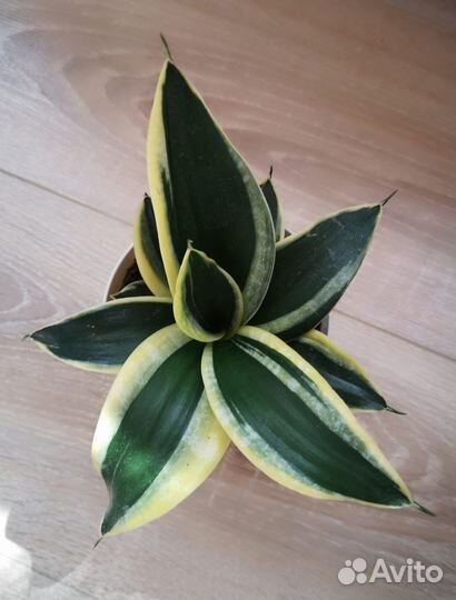 Сансевиерия ханни крео