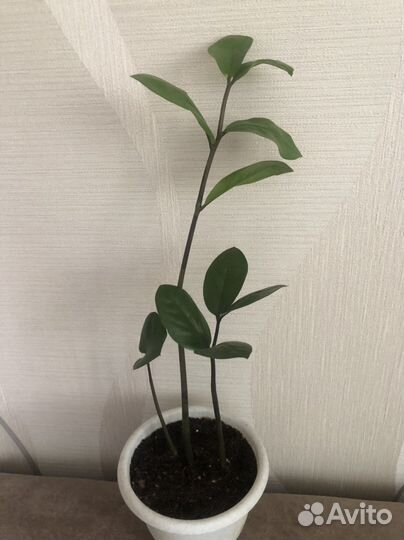 Замиокулькас