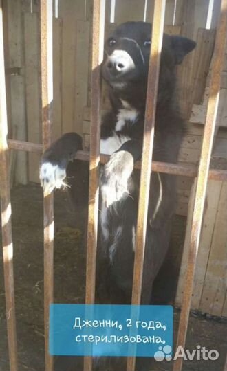 Собаки из приюта в добрые руки